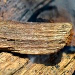 Best Wood For Smoking Meat