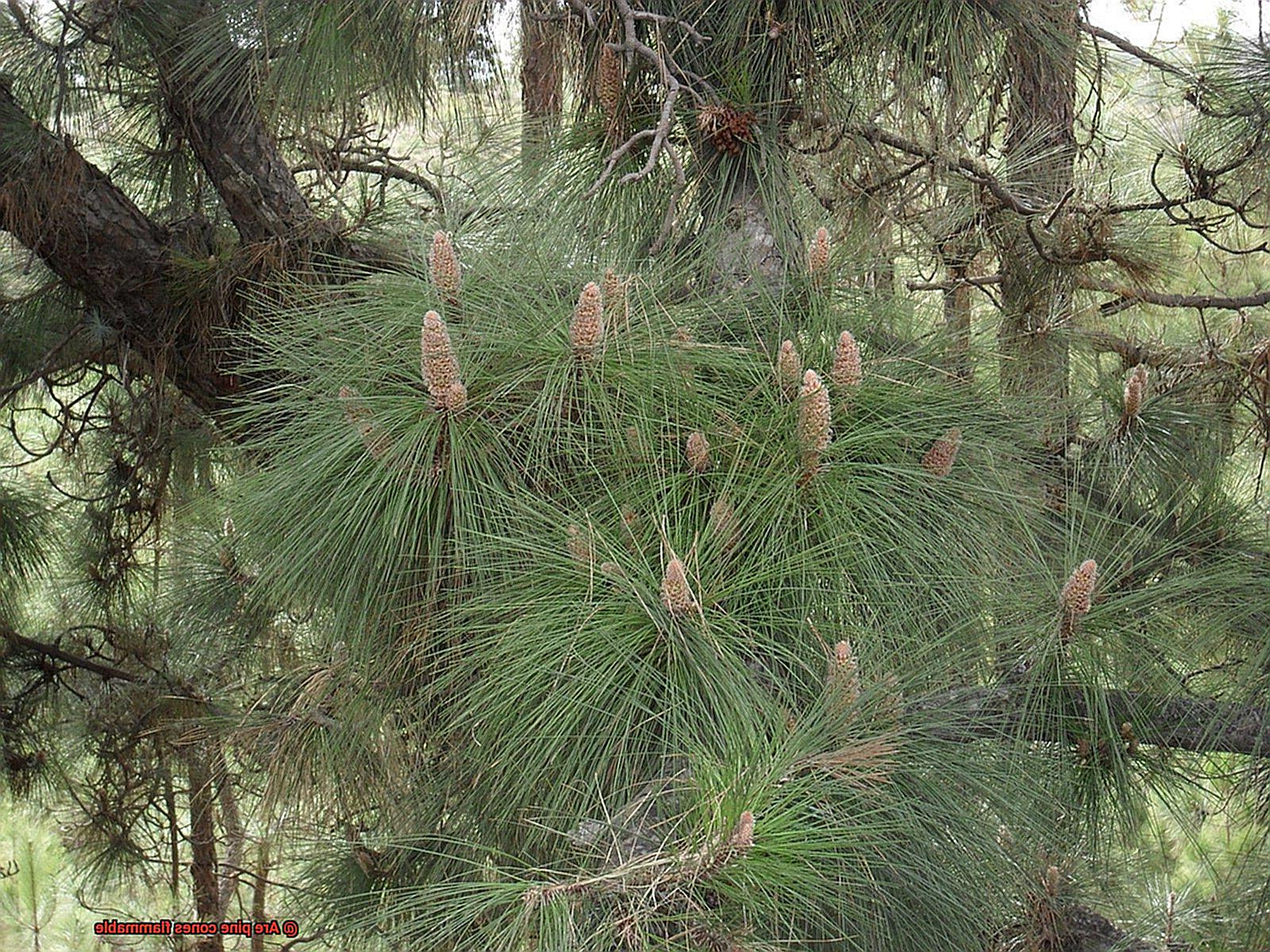 Are pine cones flammable-7