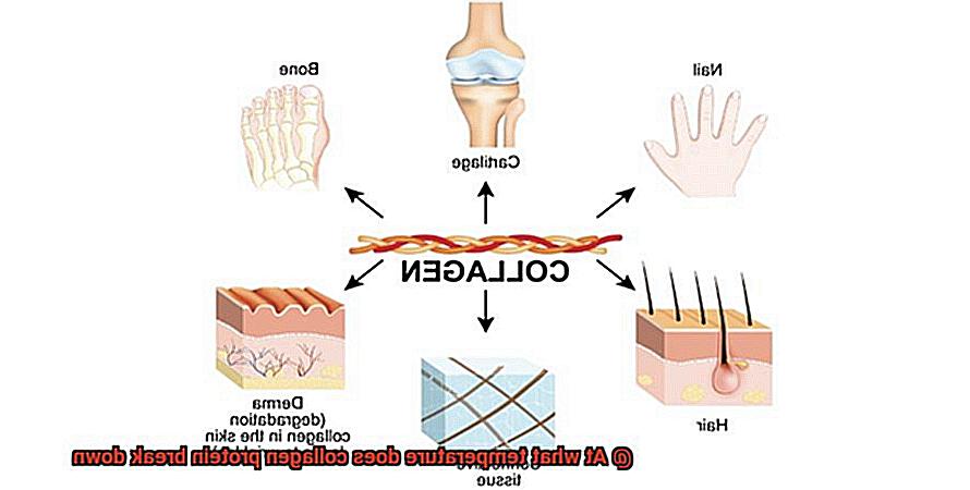 At what temperature does collagen protein break down-4