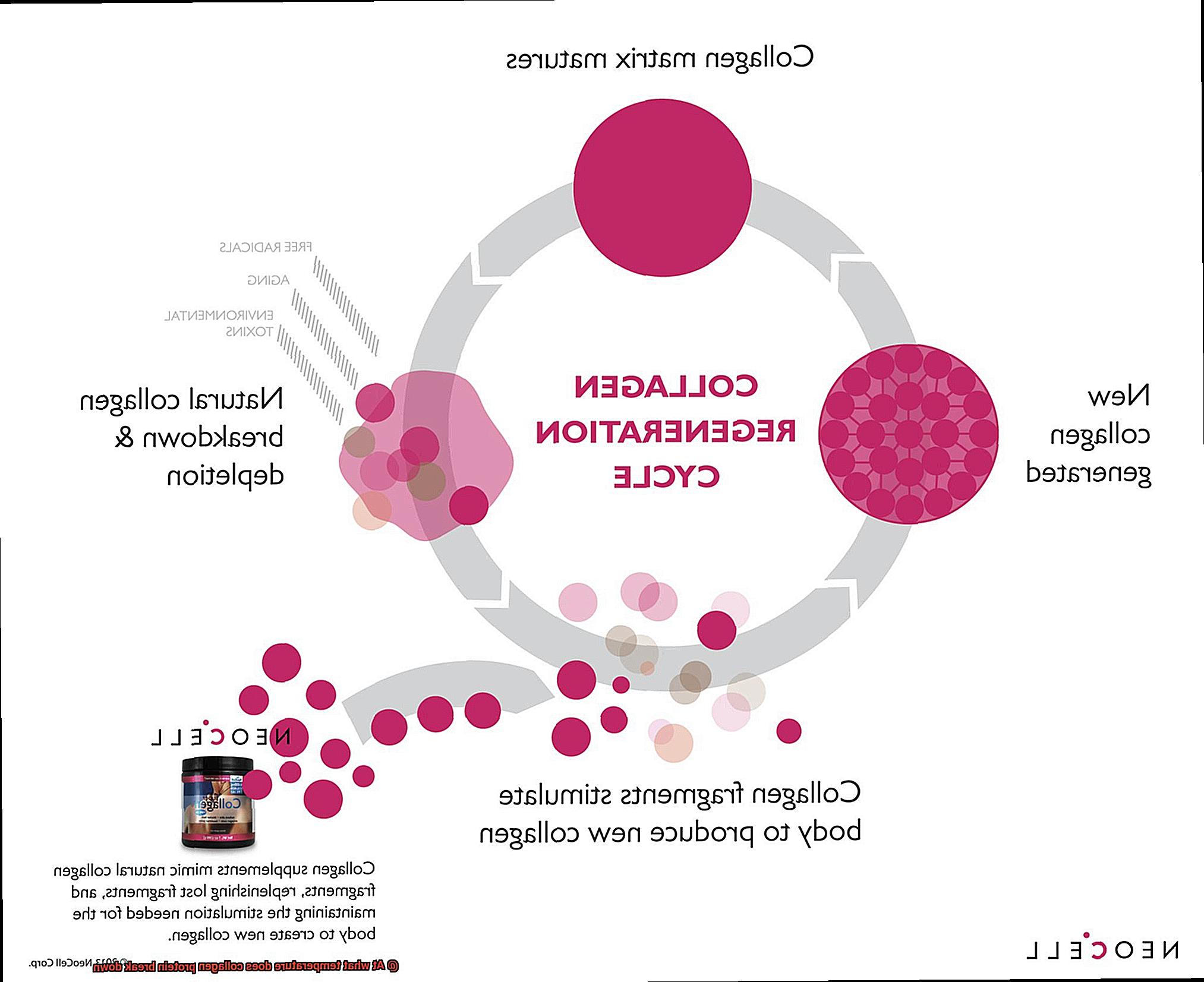 At what temperature does collagen protein break down-2