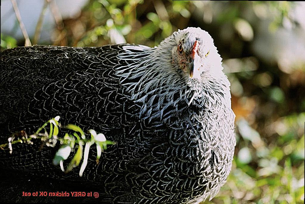 Is GREY chicken OK to eat-7