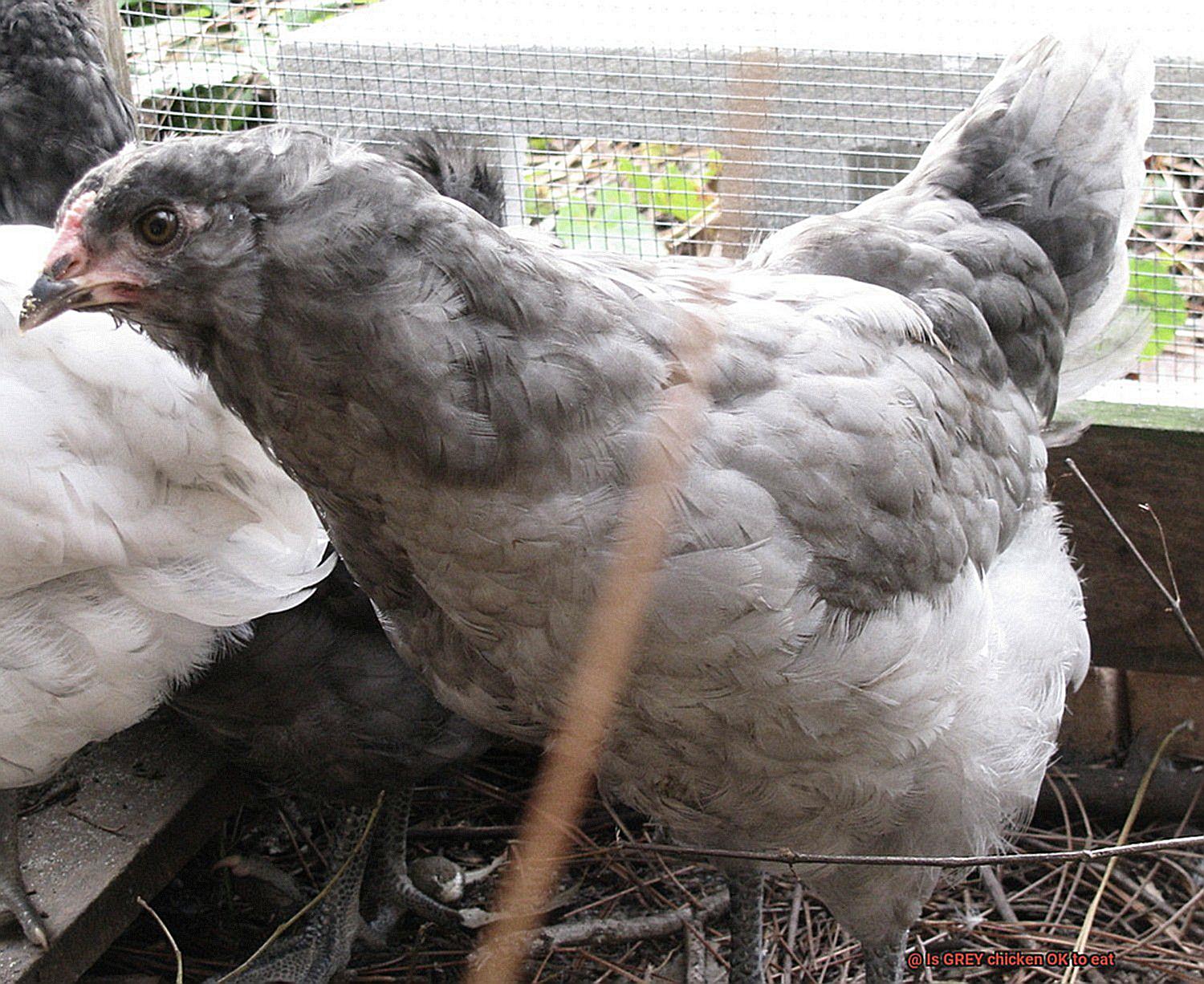 Is GREY chicken OK to eat-4