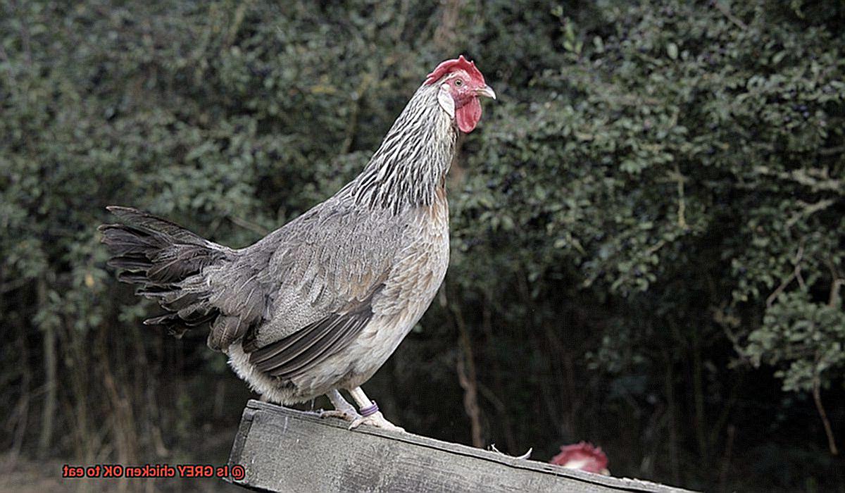 Is GREY chicken OK to eat-6