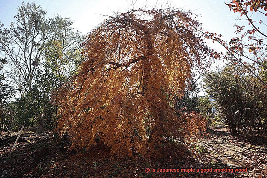 Is Japanese maple a good smoking wood-2