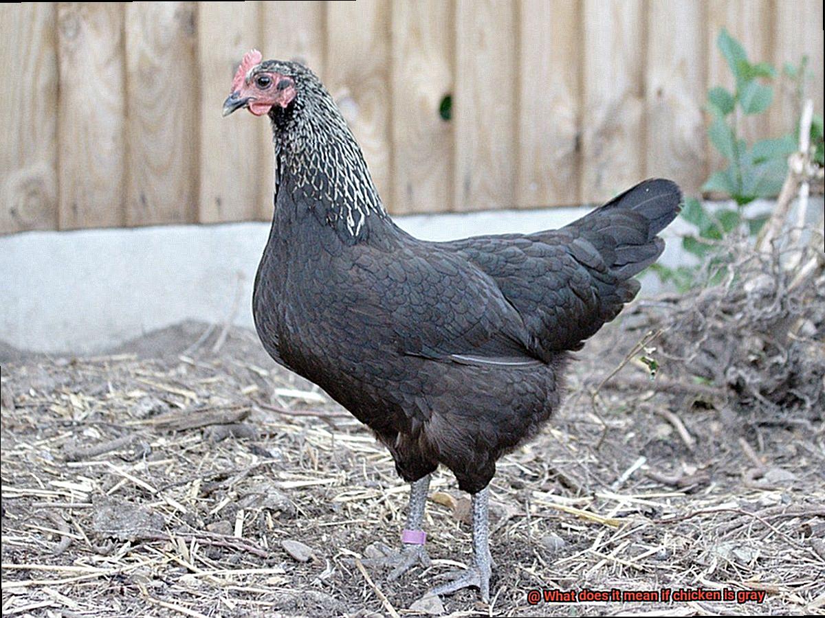 What does it mean if chicken is gray-2