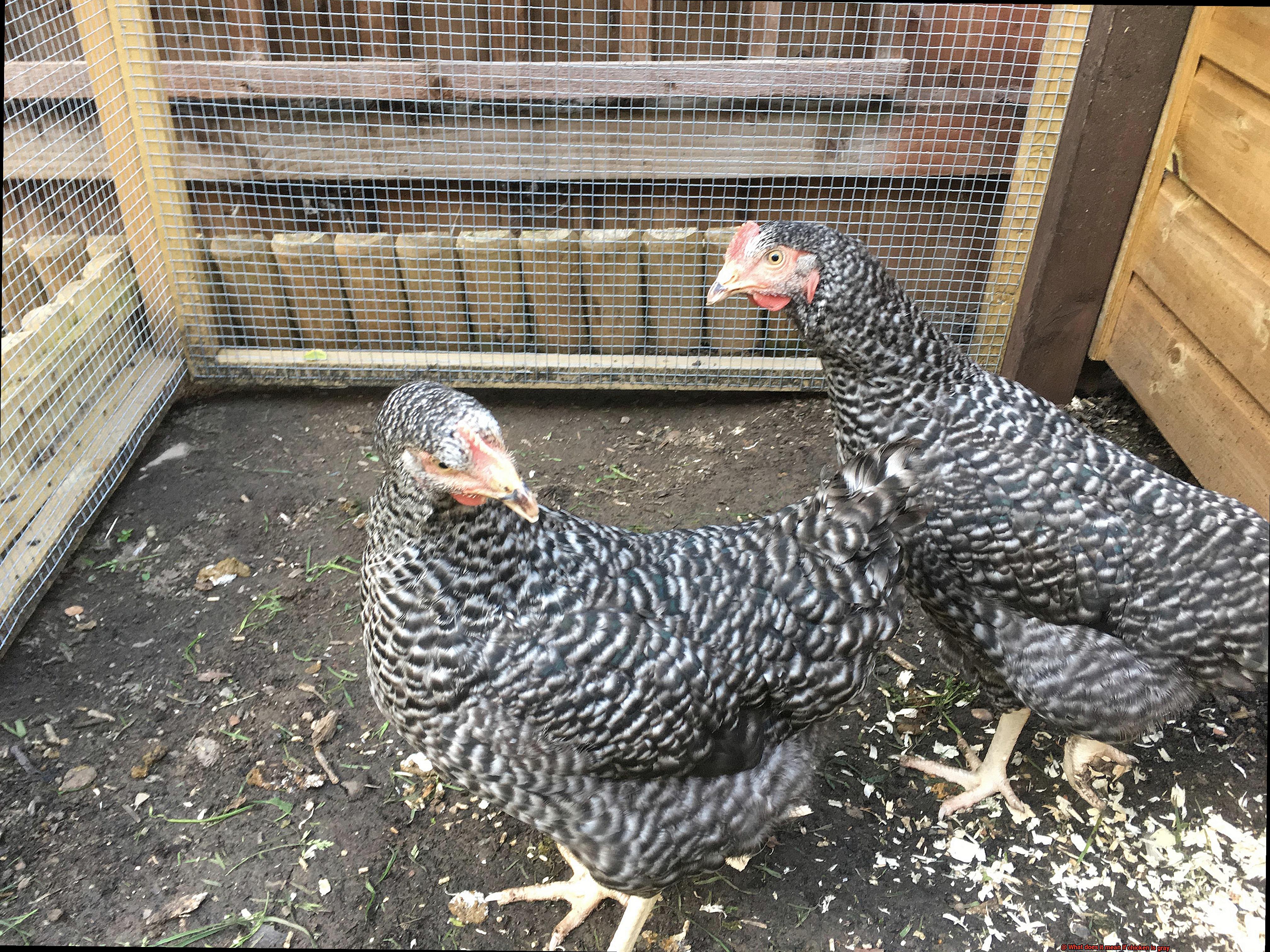 What does it mean if chicken is gray-3
