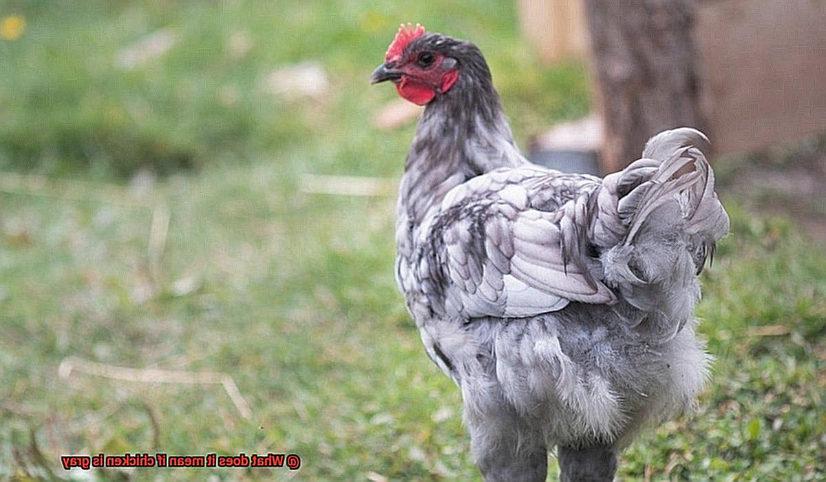 What does it mean if chicken is gray-4