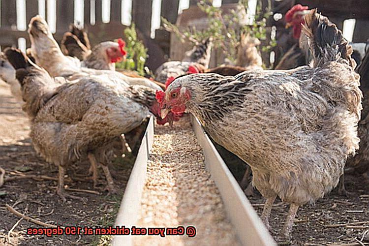 Can you eat chicken at 150 degrees-2